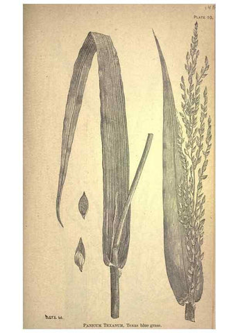 Reproducción/Reproduction 49578670678: The agricultural grasses and forage plants of the United States;. Washington :Govt. print. off.,1889.. 