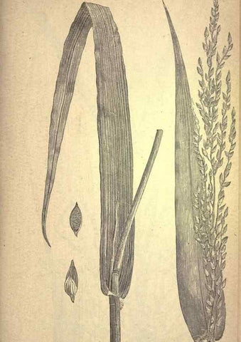 Reproducción/Reproduction 49578670678: The agricultural grasses and forage plants of the United States;. Washington :Govt. print. off.,1889.. 