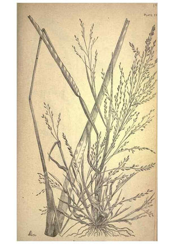 Reproducción/Reproduction 49578670933: The agricultural grasses and forage plants of the United States;. Washington :Govt. print. off.,1889.. 