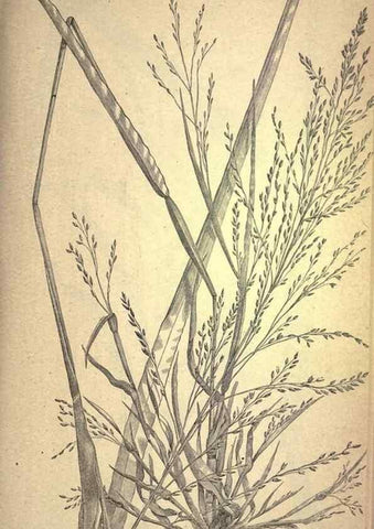 Reproducción/Reproduction 49578670933: The agricultural grasses and forage plants of the United States;. Washington :Govt. print. off.,1889.. 