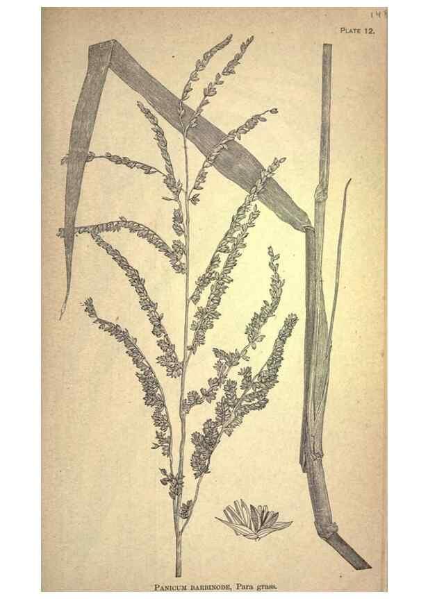 Reproducción/Reproduction 49578671153: The agricultural grasses and forage plants of the United States;. Washington :Govt. print. off.,1889.. 