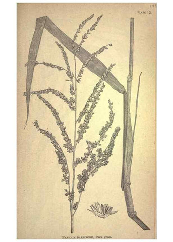 Reproducción/Reproduction 49578671153: The agricultural grasses and forage plants of the United States;. Washington :Govt. print. off.,1889.. 