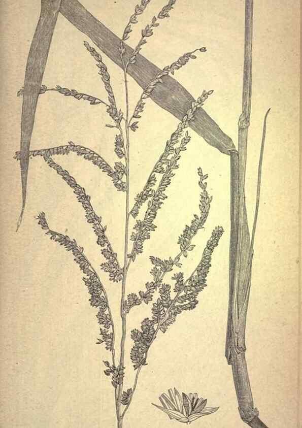 Reproducción/Reproduction 49578671153: The agricultural grasses and forage plants of the United States;. Washington :Govt. print. off.,1889.. 