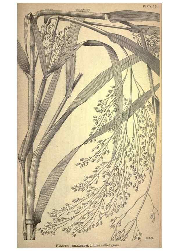 Reproducción/Reproduction 49578671423: The agricultural grasses and forage plants of the United States;. Washington :Govt. print. off.,1889.. 