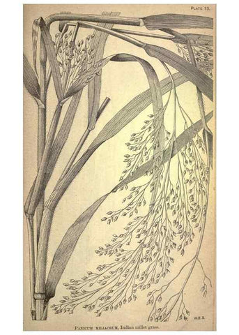 Reproducción/Reproduction 49578671423: The agricultural grasses and forage plants of the United States;. Washington :Govt. print. off.,1889.. 