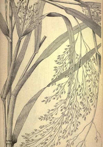 Reproducción/Reproduction 49578671423: The agricultural grasses and forage plants of the United States;. Washington :Govt. print. off.,1889.. 