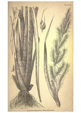 Reproducción/Reproduction 49579174996: The agricultural grasses and forage plants of the United States;. Washington :Govt. print. off.,1889.. 