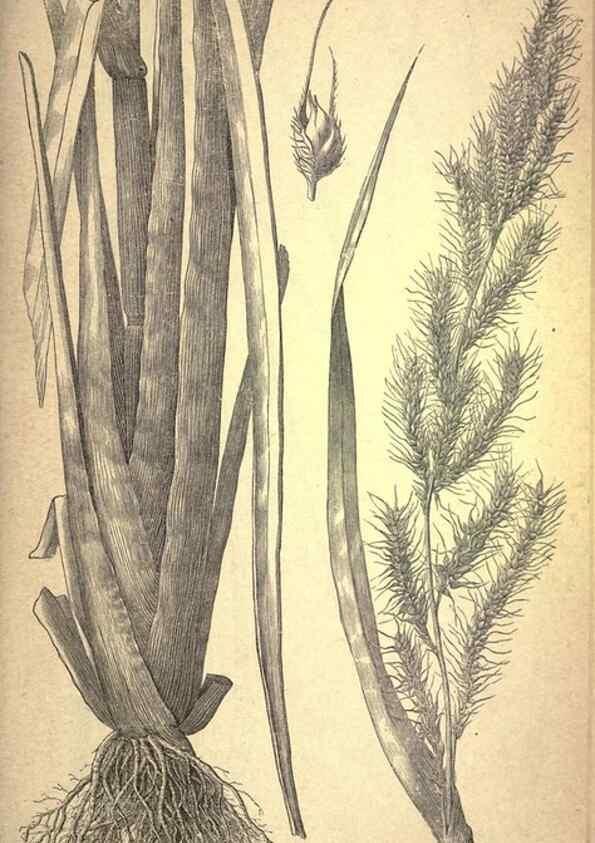 Reproducción/Reproduction 49579174996: The agricultural grasses and forage plants of the United States;. Washington :Govt. print. off.,1889.. 