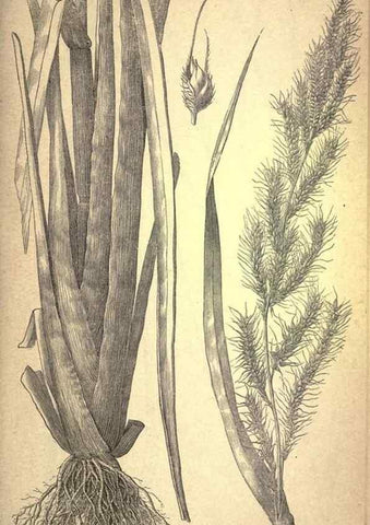 Reproducción/Reproduction 49579174996: The agricultural grasses and forage plants of the United States;. Washington :Govt. print. off.,1889.. 