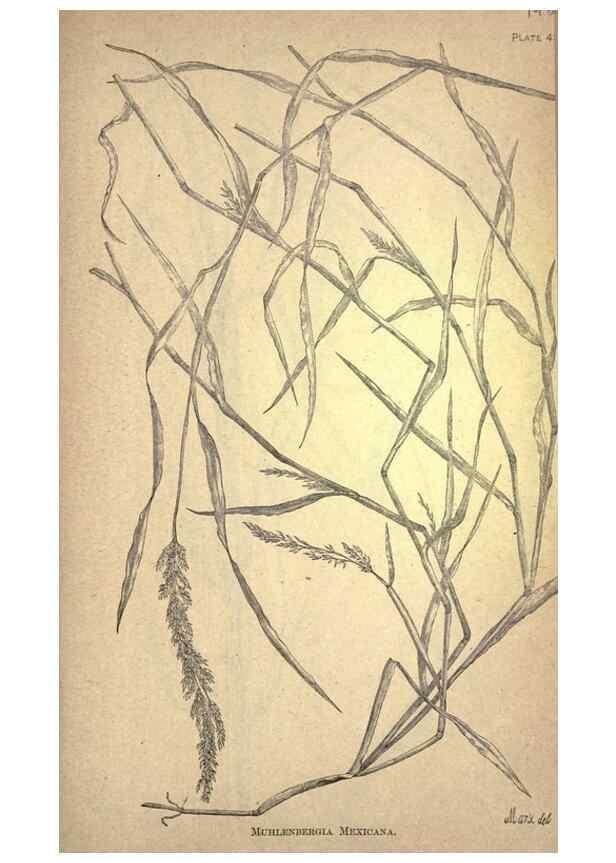 Reproducción/Reproduction 49578679613: The agricultural grasses and forage plants of the United States;. Washington :Govt. print. off.,1889.. 