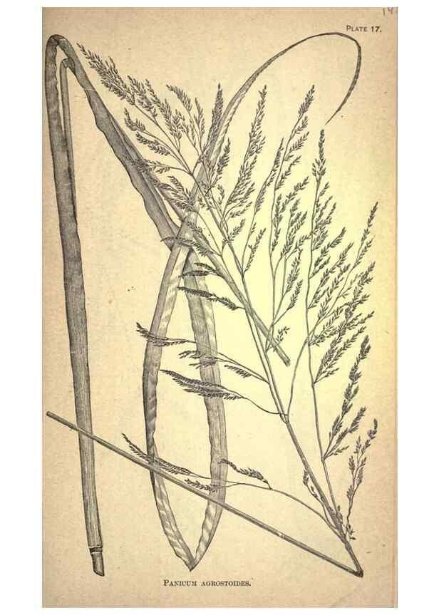 Reproducción/Reproduction 49579402002: The agricultural grasses and forage plants of the United States;. Washington :Govt. print. off.,1889.. 
