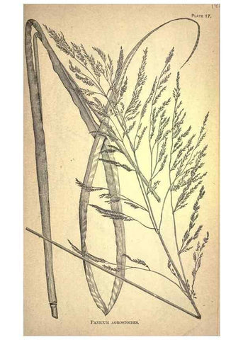 Reproducción/Reproduction 49579402002: The agricultural grasses and forage plants of the United States;. Washington :Govt. print. off.,1889.. 