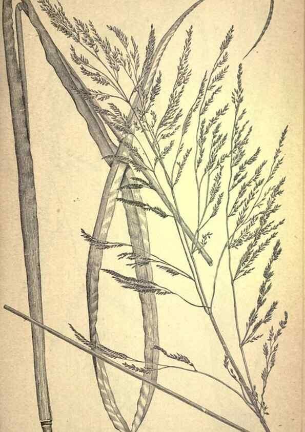 Reproducción/Reproduction 49579402002: The agricultural grasses and forage plants of the United States;. Washington :Govt. print. off.,1889.. 