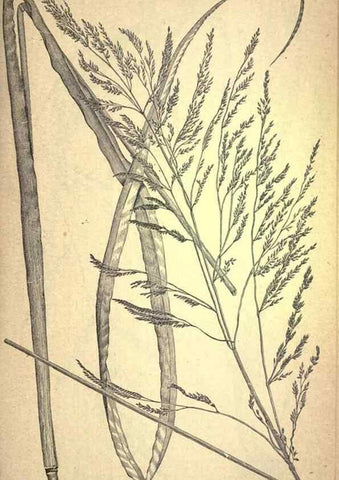 Reproducción/Reproduction 49579402002: The agricultural grasses and forage plants of the United States;. Washington :Govt. print. off.,1889.. 