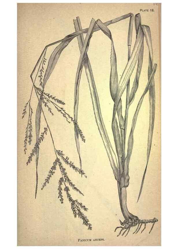 Reproducción/Reproduction 49578672608: The agricultural grasses and forage plants of the United States;. Washington :Govt. print. off.,1889.. 
