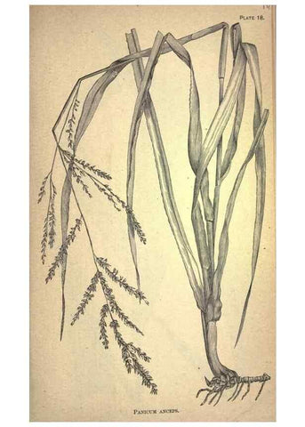 Reproducción/Reproduction 49578672608: The agricultural grasses and forage plants of the United States;. Washington :Govt. print. off.,1889.. 