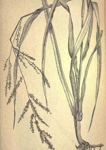 Reproducción/Reproduction 49578672608: The agricultural grasses and forage plants of the United States;. Washington :Govt. print. off.,1889.. 