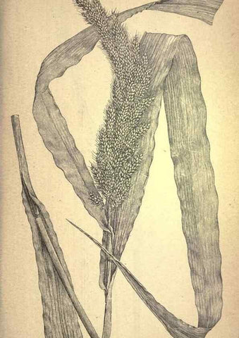 Reproducción/Reproduction 49579176351: The agricultural grasses and forage plants of the United States;. Washington :Govt. print. off.,1889.. 