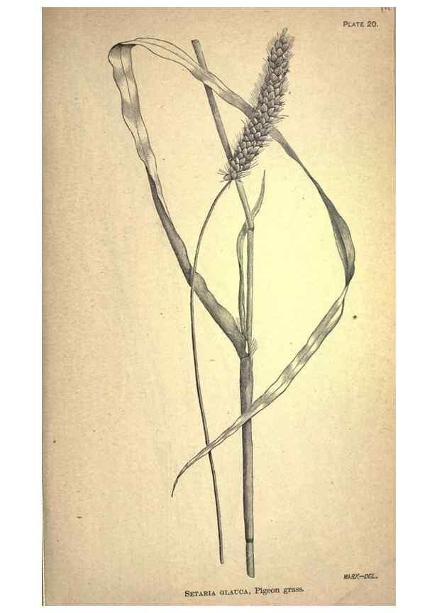 Reproducción/Reproduction 49578673188: The agricultural grasses and forage plants of the United States;. Washington :Govt. print. off.,1889.. 