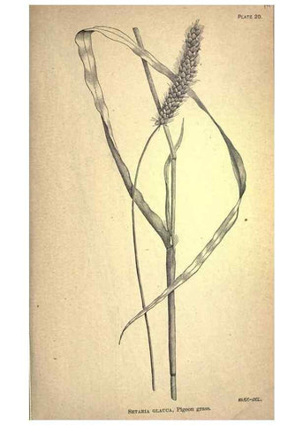 Reproducción/Reproduction 49578673188: The agricultural grasses and forage plants of the United States;. Washington :Govt. print. off.,1889.. 