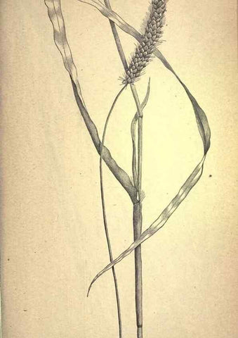 Reproducción/Reproduction 49578673188: The agricultural grasses and forage plants of the United States;. Washington :Govt. print. off.,1889.. 