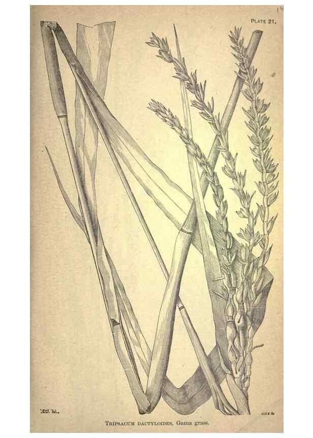 Reproducción/Reproduction 49579177006: The agricultural grasses and forage plants of the United States;. Washington :Govt. print. off.,1889.. 