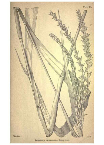 Reproducción/Reproduction 49579177006: The agricultural grasses and forage plants of the United States;. Washington :Govt. print. off.,1889.. 