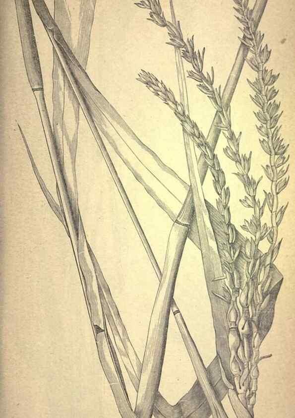 Reproducción/Reproduction 49579177006: The agricultural grasses and forage plants of the United States;. Washington :Govt. print. off.,1889.. 