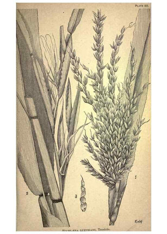 Reproducción/Reproduction 49578673678: The agricultural grasses and forage plants of the United States;. Washington :Govt. print. off.,1889.. 
