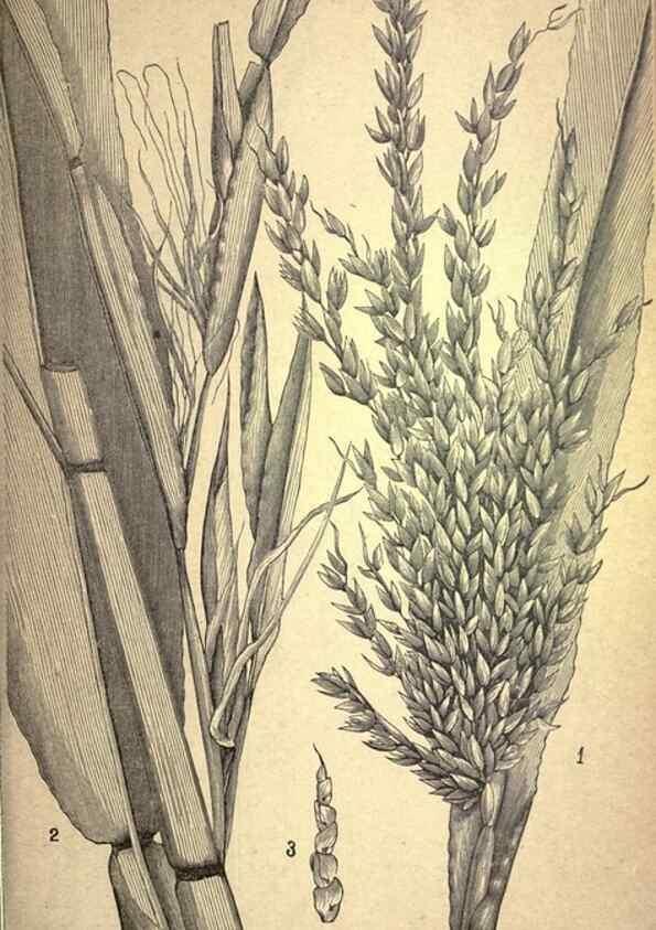 Reproducción/Reproduction 49578673678: The agricultural grasses and forage plants of the United States;. Washington :Govt. print. off.,1889.. 