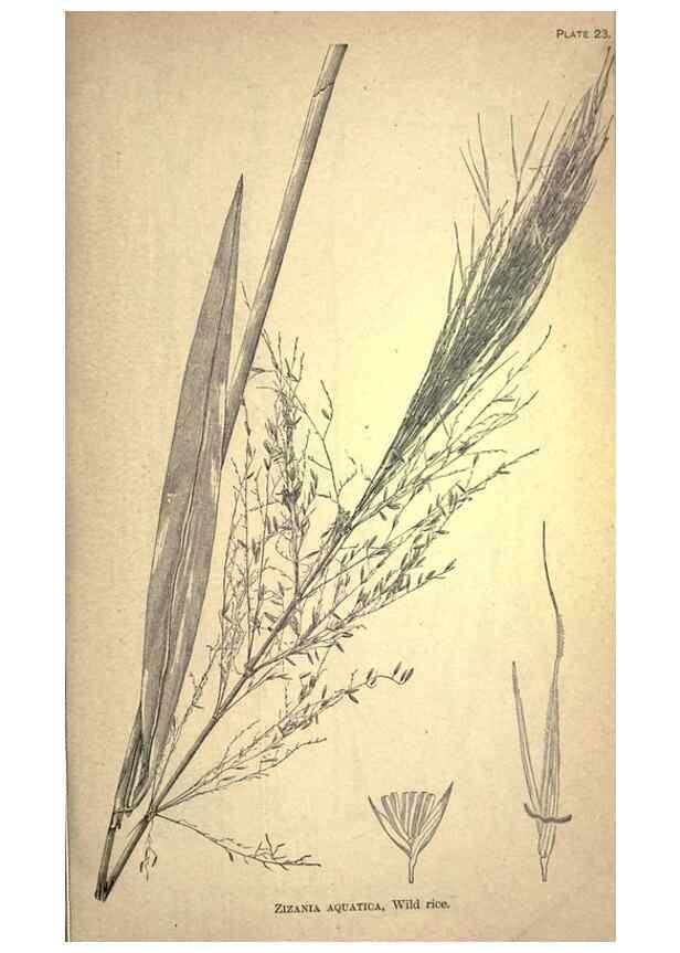 Reproducción/Reproduction 49578673943: The agricultural grasses and forage plants of the United States;. Washington :Govt. print. off.,1889.. 
