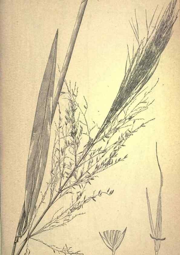 Reproducción/Reproduction 49578673943: The agricultural grasses and forage plants of the United States;. Washington :Govt. print. off.,1889.. 