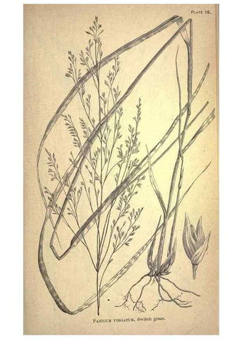 Reproducción/Reproduction 49578672143: The agricultural grasses and forage plants of the United States;. Washington :Govt. print. off.,1889.. 