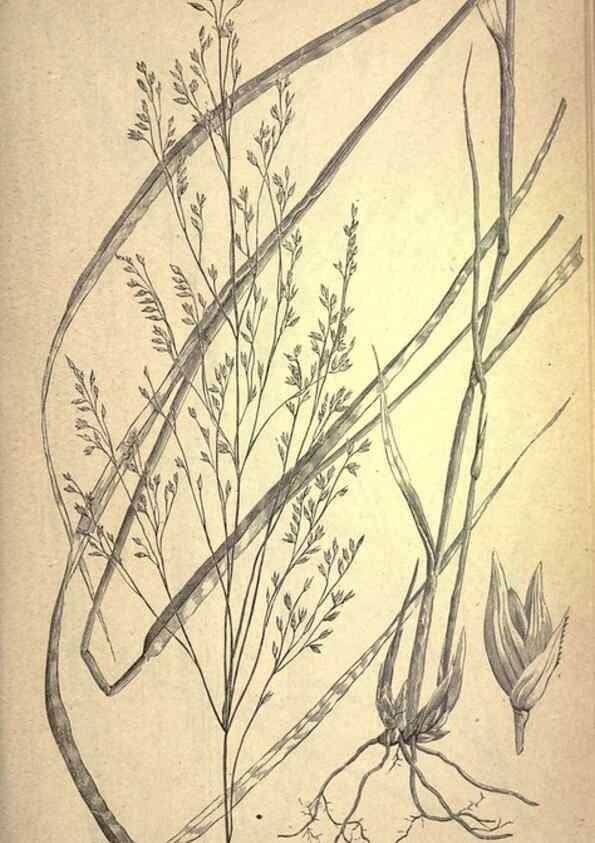 Reproducción/Reproduction 49578672143: The agricultural grasses and forage plants of the United States;. Washington :Govt. print. off.,1889.. 