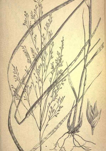 Reproducción/Reproduction 49578672143: The agricultural grasses and forage plants of the United States;. Washington :Govt. print. off.,1889.. 