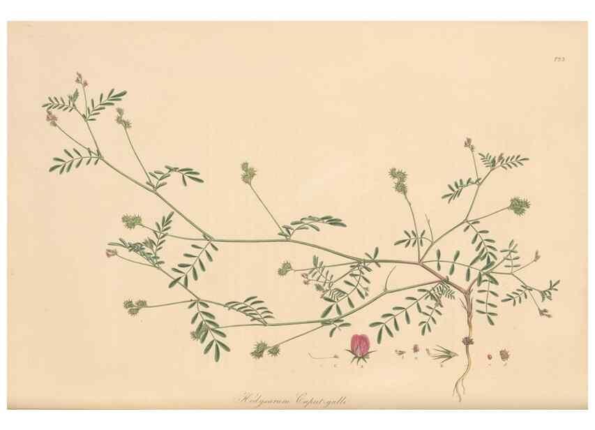 Reproducción/Reproduction 49579818796: Flora Graeca, sive, Plantarum rariorum historia, quas in provinciis aut insulis Graeciae /. Londini :Typis Richardi Taylor et socii, in Vico Shoe-Lane :MDCCCVI-MDCCCXL [1806-1840].. 