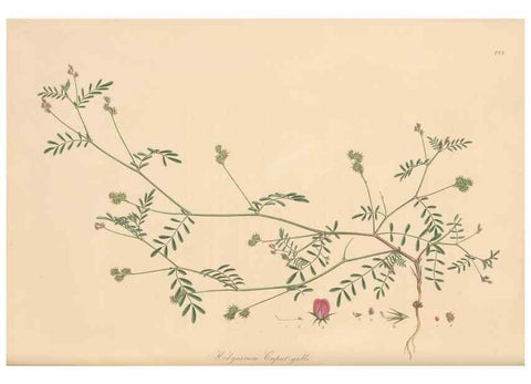 Reproducción/Reproduction 49579818796: Flora Graeca, sive, Plantarum rariorum historia, quas in provinciis aut insulis Graeciae /. Londini :Typis Richardi Taylor et socii, in Vico Shoe-Lane :MDCCCVI-MDCCCXL [1806-1840].. 