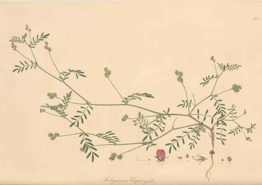 Reproducción/Reproduction 49579818796: Flora Graeca, sive, Plantarum rariorum historia, quas in provinciis aut insulis Graeciae /. Londini :Typis Richardi Taylor et socii, in Vico Shoe-Lane :MDCCCVI-MDCCCXL [1806-1840].. 