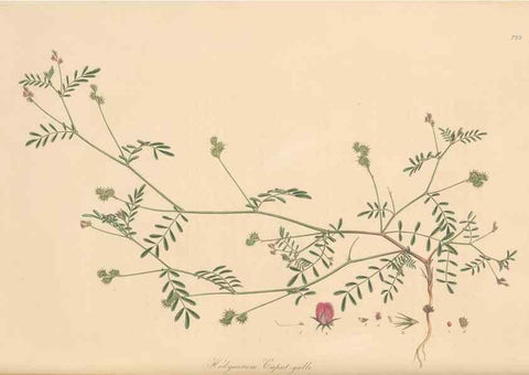 Reproducción/Reproduction 49579818796: Flora Graeca, sive, Plantarum rariorum historia, quas in provinciis aut insulis Graeciae /. Londini :Typis Richardi Taylor et socii, in Vico Shoe-Lane :MDCCCVI-MDCCCXL [1806-1840].. 