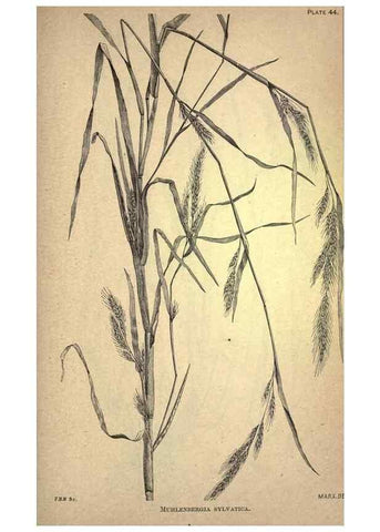Reproducción/Reproduction 49578679953: The agricultural grasses and forage plants of the United States;. Washington :Govt. print. off.,1889.. 