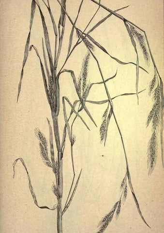 Reproducción/Reproduction 49578679953: The agricultural grasses and forage plants of the United States;. Washington :Govt. print. off.,1889.. 