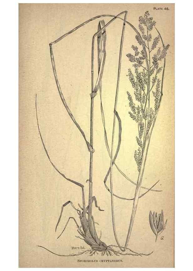 Reproducción/Reproduction 49579410282: The agricultural grasses and forage plants of the United States;. Washington :Govt. print. off.,1889.. 