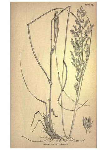 Reproducción/Reproduction 49579410282: The agricultural grasses and forage plants of the United States;. Washington :Govt. print. off.,1889.. 