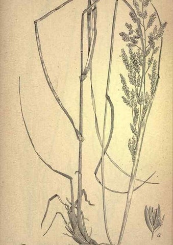 Reproducción/Reproduction 49579410282: The agricultural grasses and forage plants of the United States;. Washington :Govt. print. off.,1889.. 
