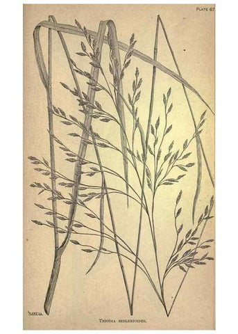 Reproducción/Reproduction 49579190161: The agricultural grasses and forage plants of the United States;. Washington :Govt. print. off.,1889.. 