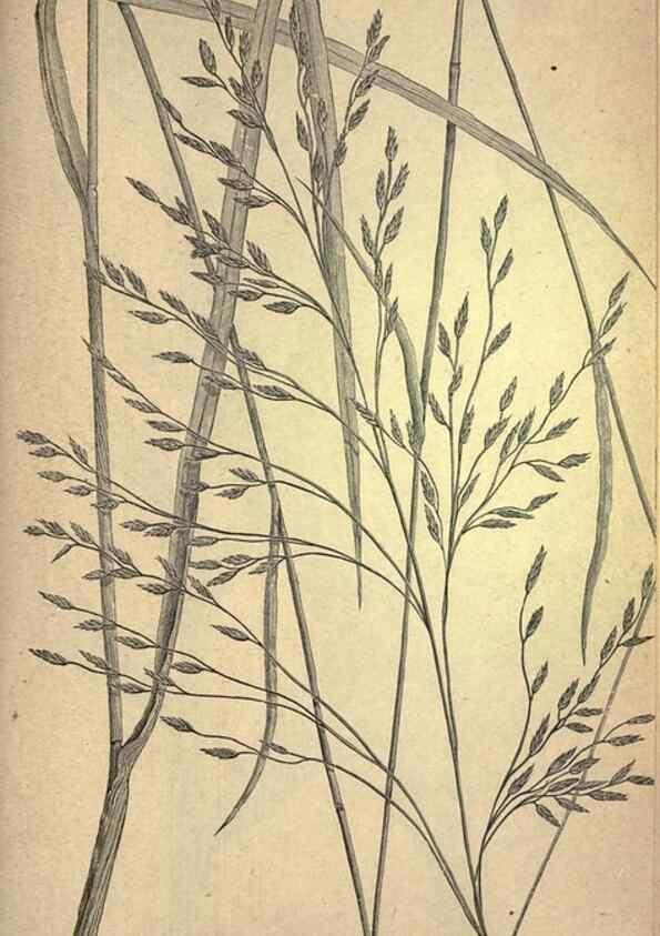Reproducción/Reproduction 49579190161: The agricultural grasses and forage plants of the United States;. Washington :Govt. print. off.,1889.. 