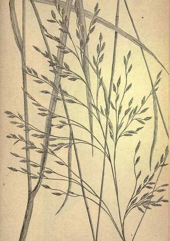 Reproducción/Reproduction 49579190161: The agricultural grasses and forage plants of the United States;. Washington :Govt. print. off.,1889.. 