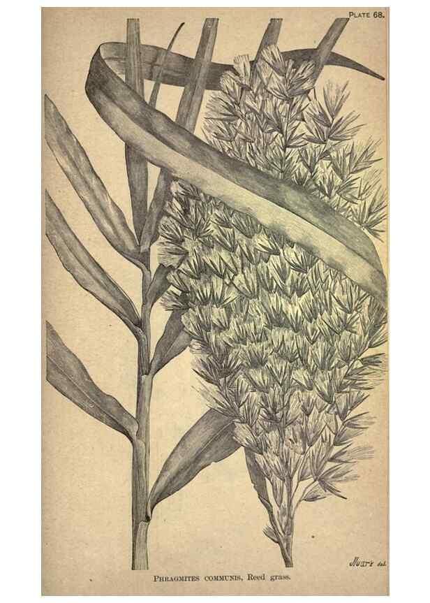 Reproducción/Reproduction 49579416577: The agricultural grasses and forage plants of the United States;. Washington :Govt. print. off.,1889.. 