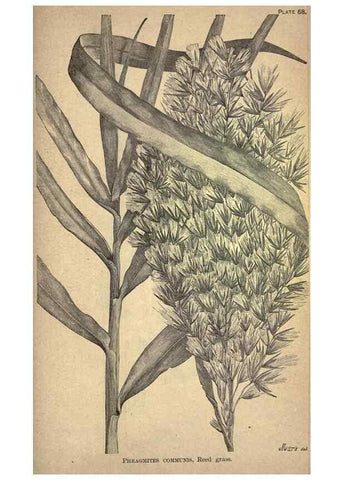 Reproducción/Reproduction 49579416577: The agricultural grasses and forage plants of the United States;. Washington :Govt. print. off.,1889.. 