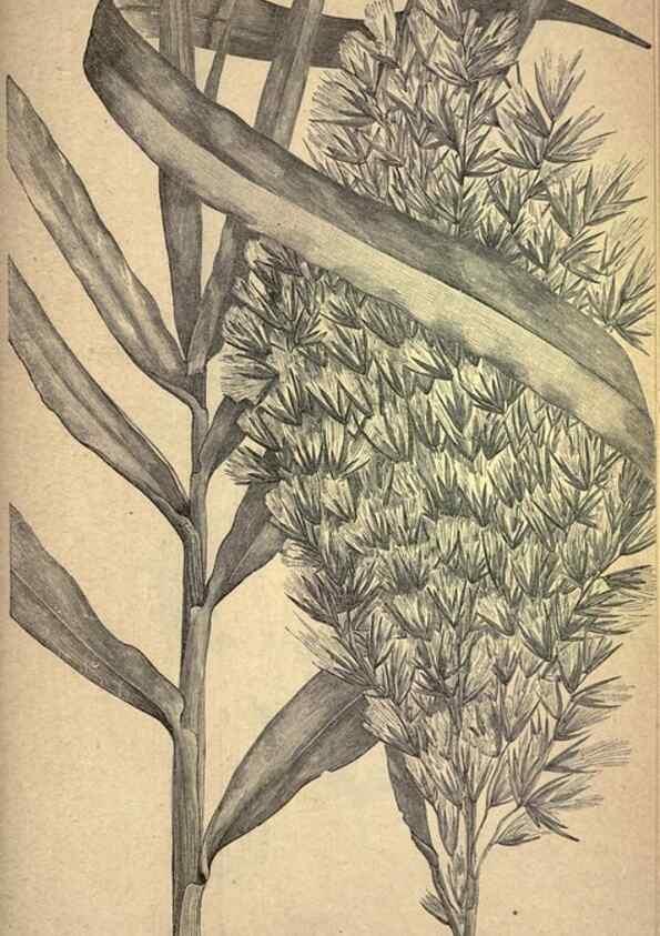 Reproducción/Reproduction 49579416577: The agricultural grasses and forage plants of the United States;. Washington :Govt. print. off.,1889.. 